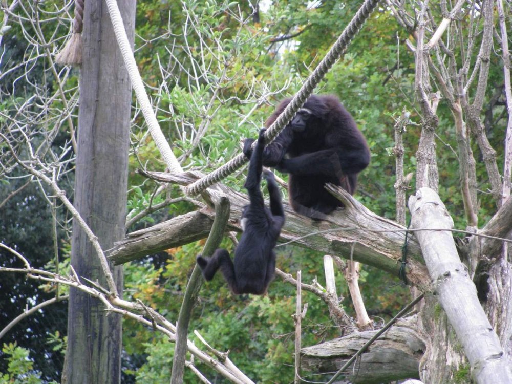 Где обитают шимпанзе. Древесная обезьяна. Чернорукий Гиббон. Обезьяны живущие в кронах деревьев. Гамма гиббона.