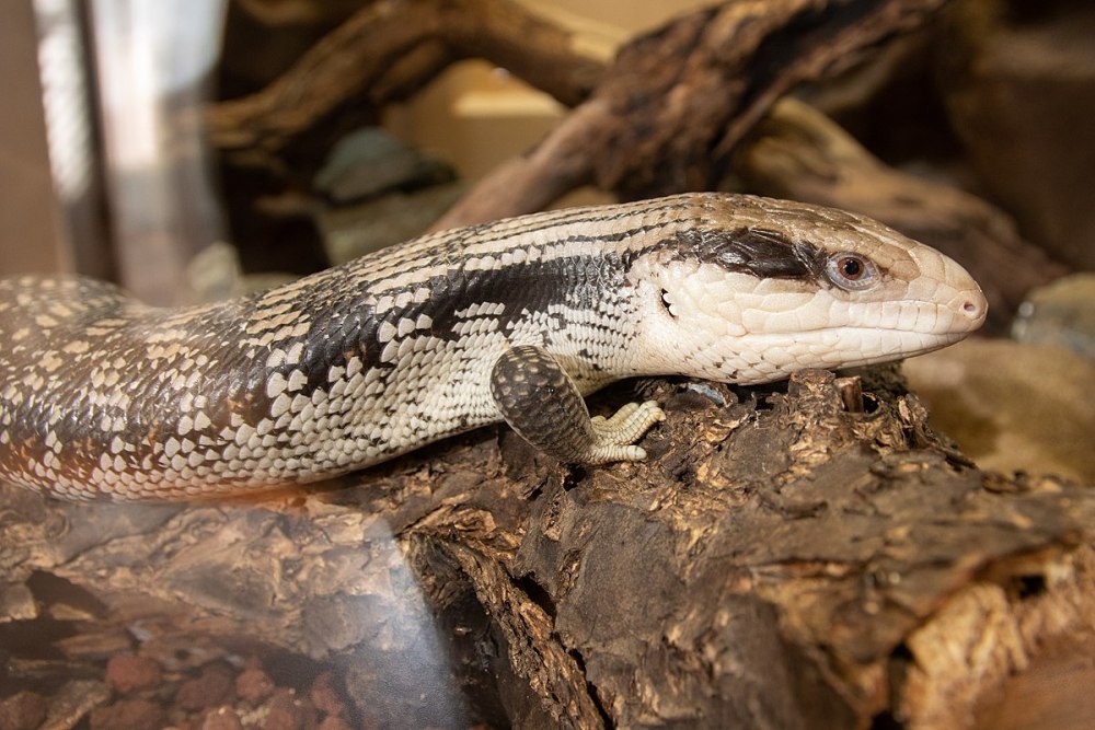 Синеязыкий сцинк Tiliqua scincoides