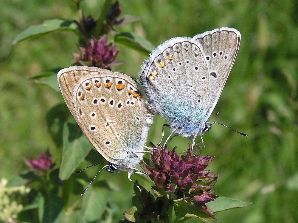Polyommatus Amandus голубянка Аманда Polyommatus Amandus