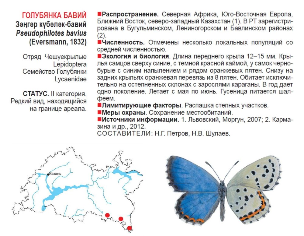 Голубянки рисунок снизу