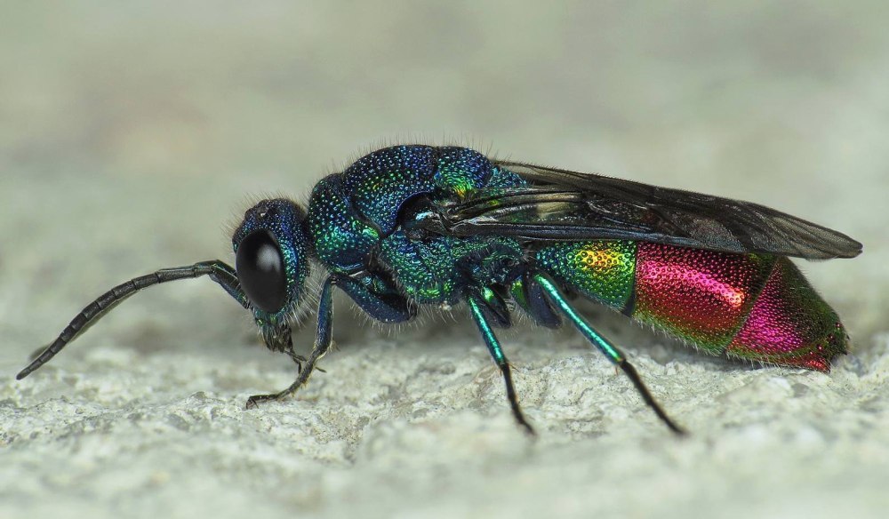 Chrysis fulgida