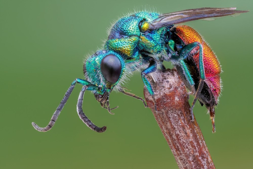 Cuckoo Wasp