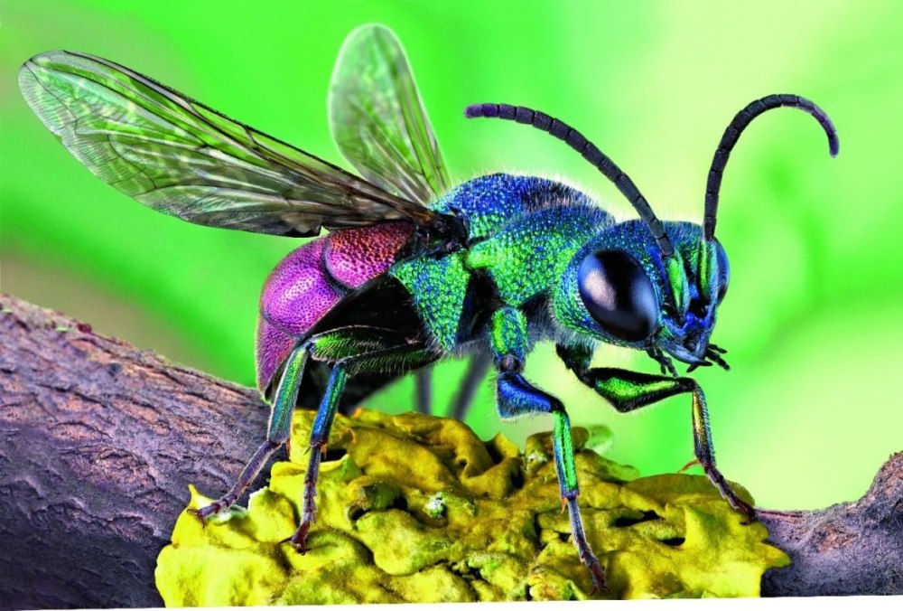 Chrysis ignita насекомое