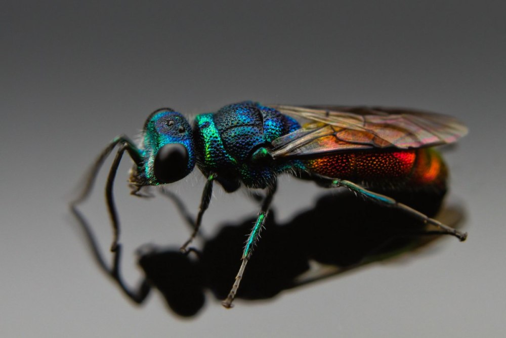 Chrysis ignita насекомое