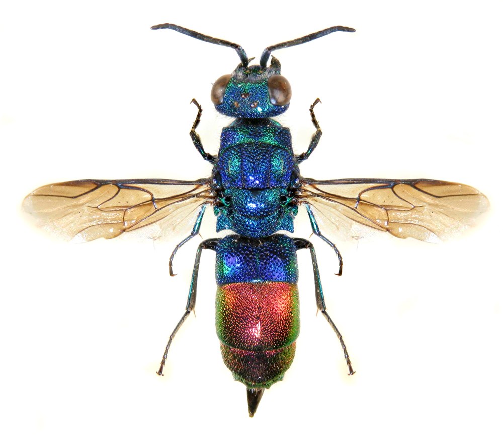 Symmorphus bifasciatus