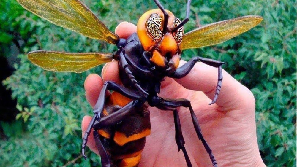 Vespa mandarinia Шершень