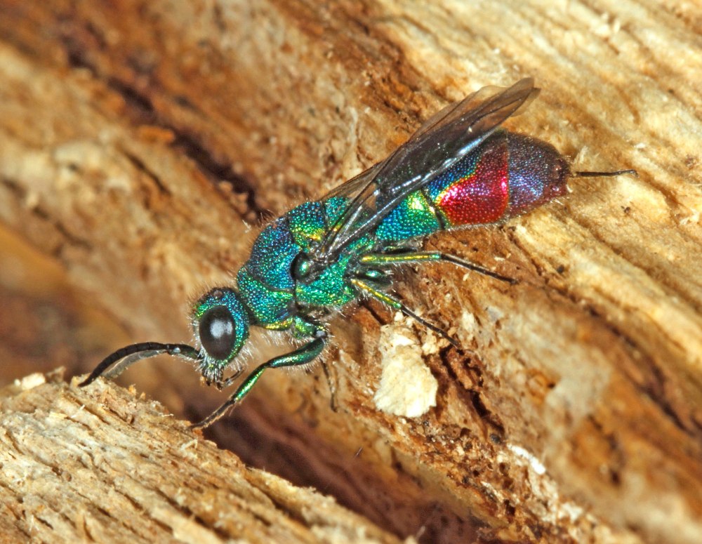 Chrysis fulgida