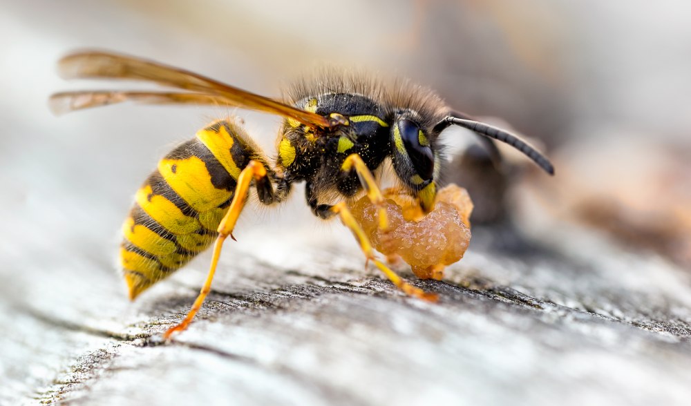 Yellow Jacket Wasp