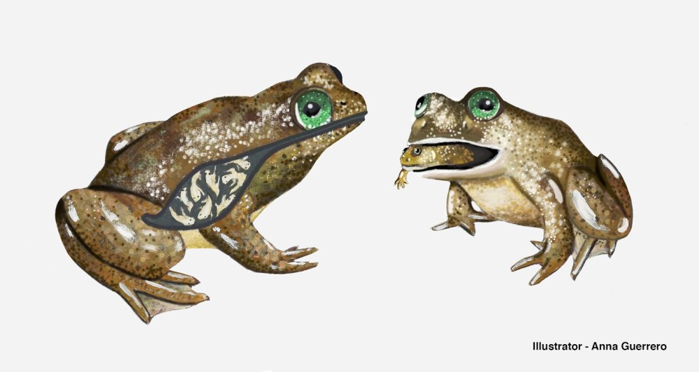 Австралийская заботливая лягушка