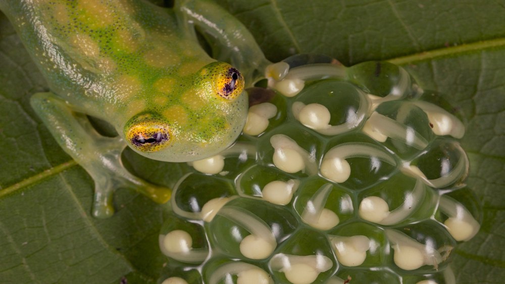 Головастики квакши обыкновенной