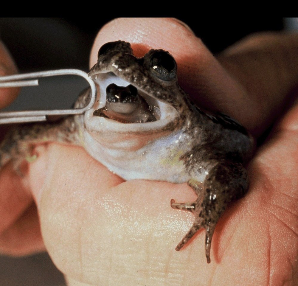 Австралийская заботливая лягушка