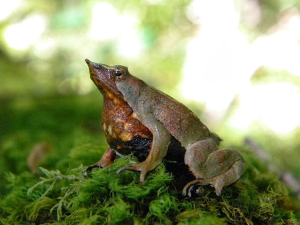 Ринодерма Дарвина размножение