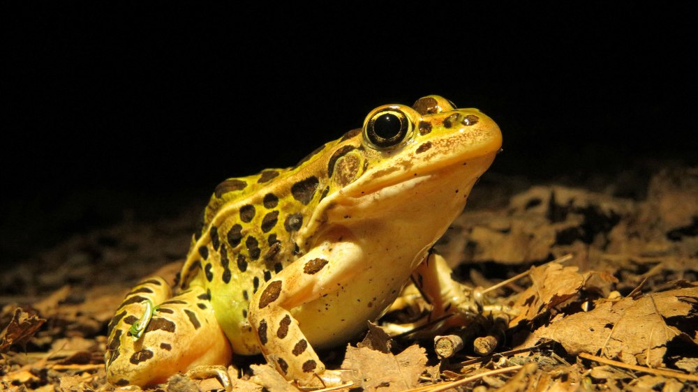Северная леопардовая лягушка
