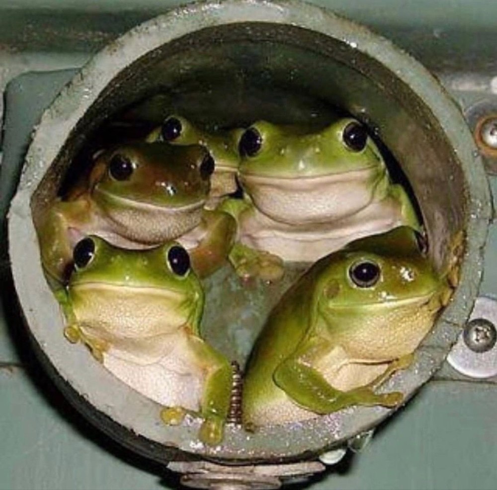 Несколько лягушек