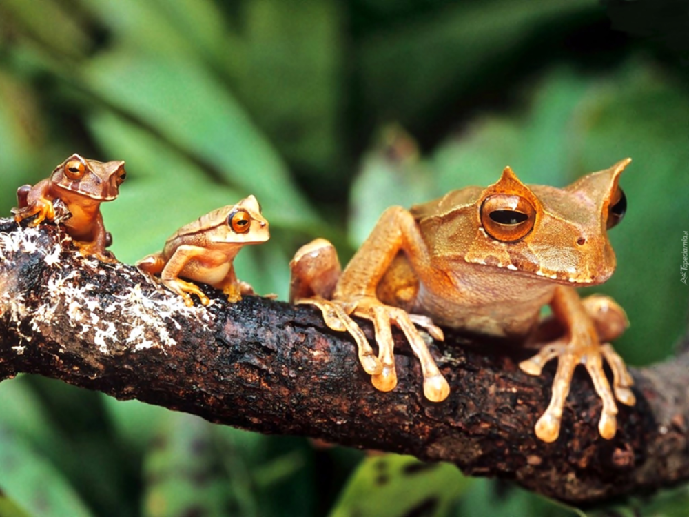 Рогатая квакша