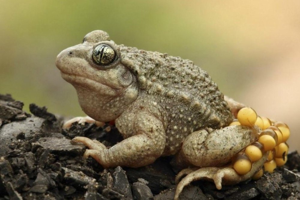 Сумчатая жаба