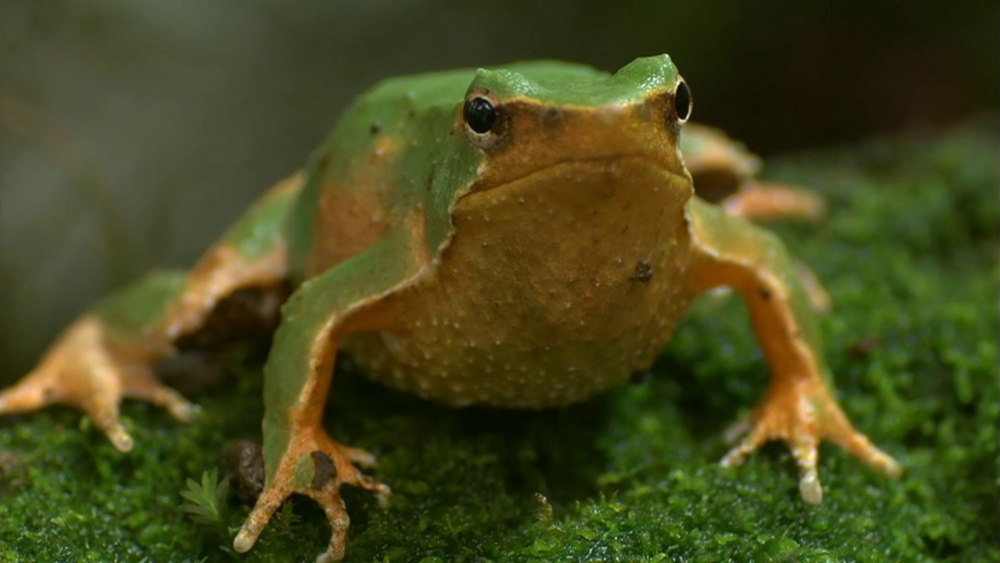 Лягушка ринодерма Дарвина забота о потомстве
