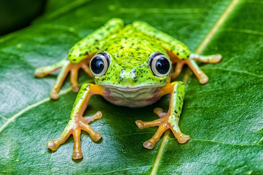 Желтоглазая квакша