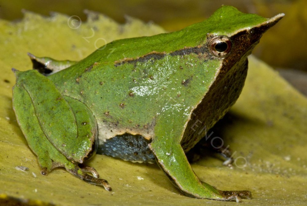 Самец ринодермы Дарвина