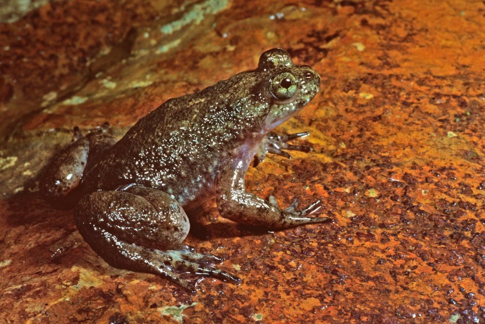 Вымершие виды лягушек