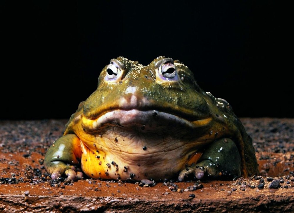 Лягушка Голиаф