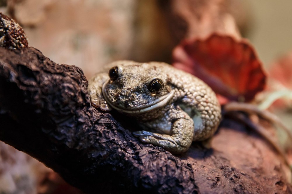 Экзотические животные на территории Сахалина