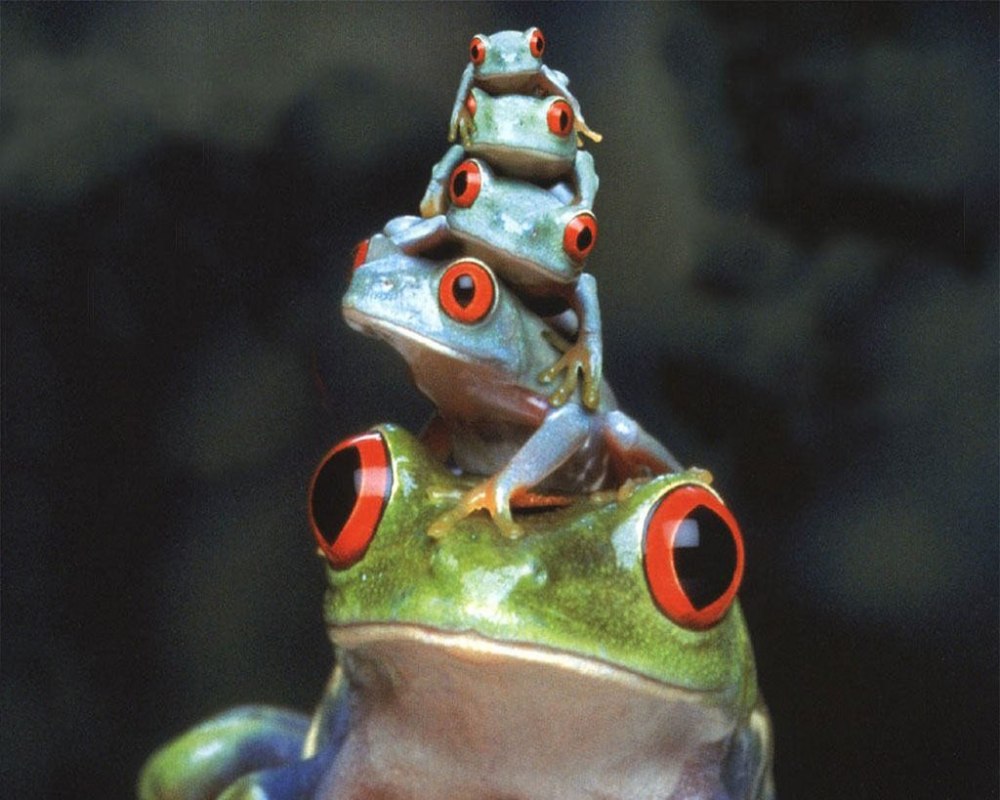 Лягушка с выпученными глазами