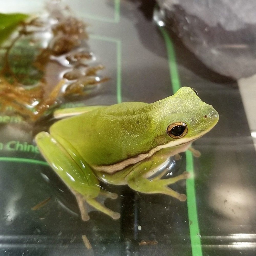 Шпорцевая лягушка клонирование