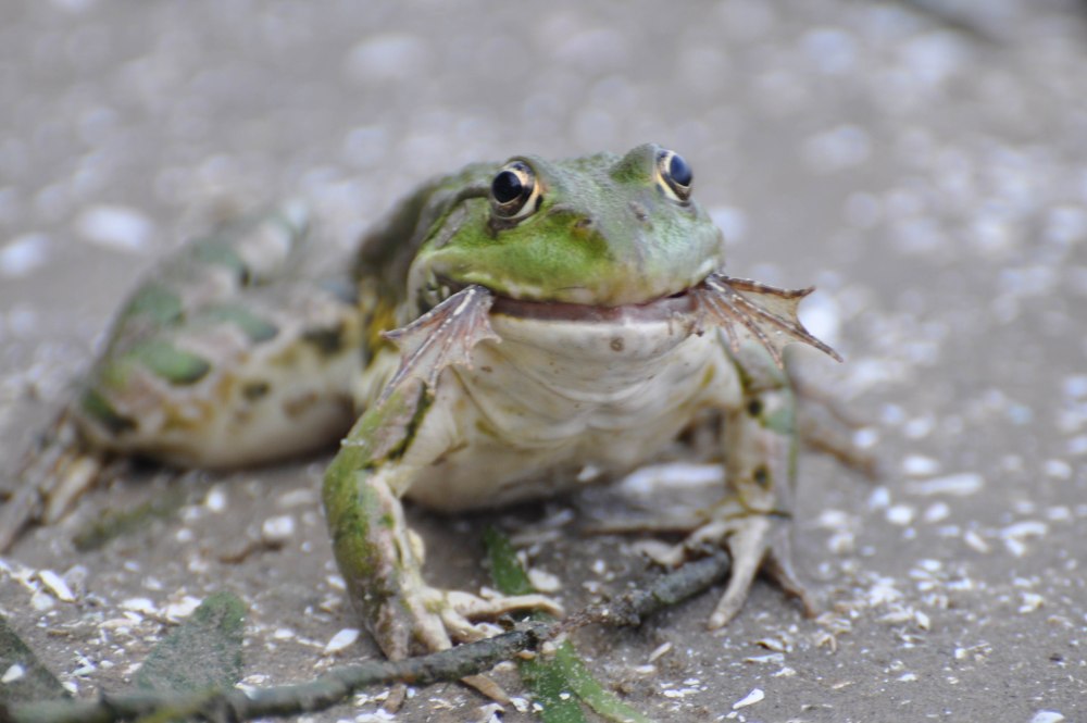 Заботливая лягушка