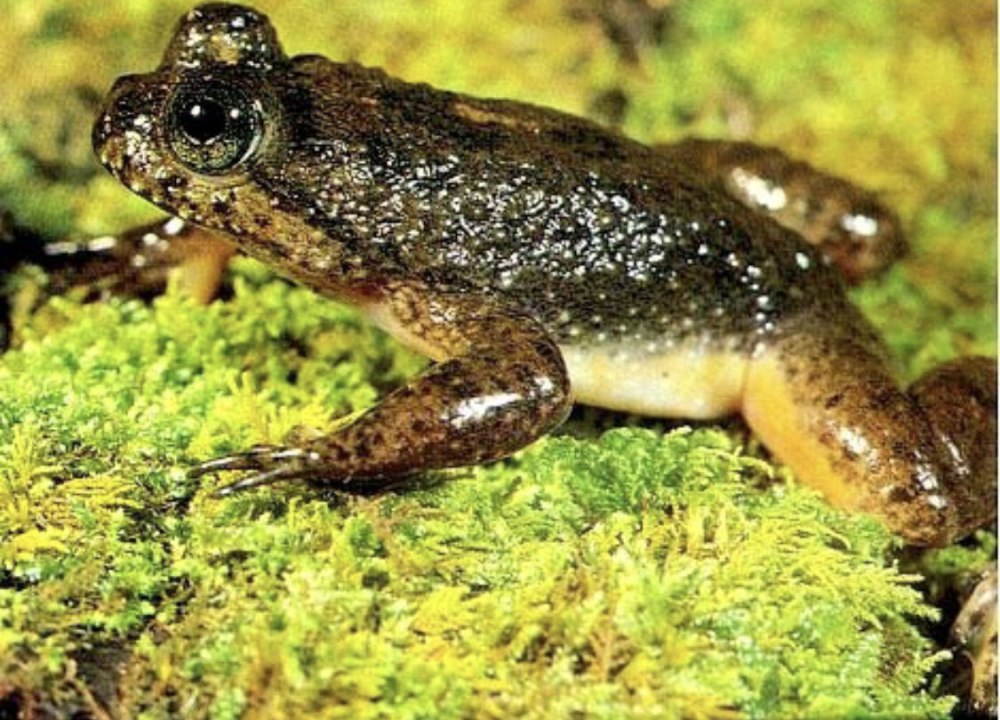 Живородящая жаба