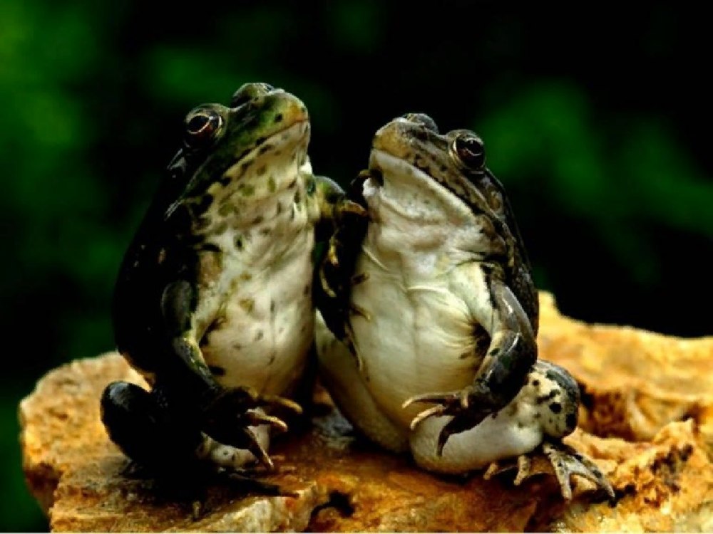 Пара лягушек