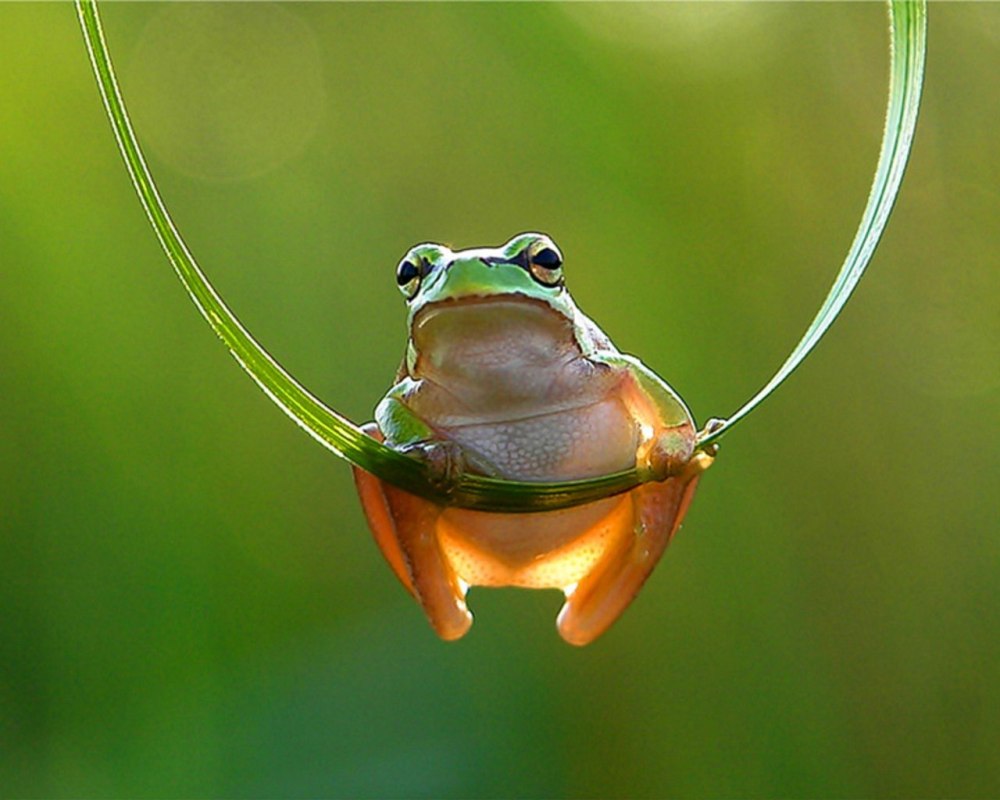 Прыгун лягушка