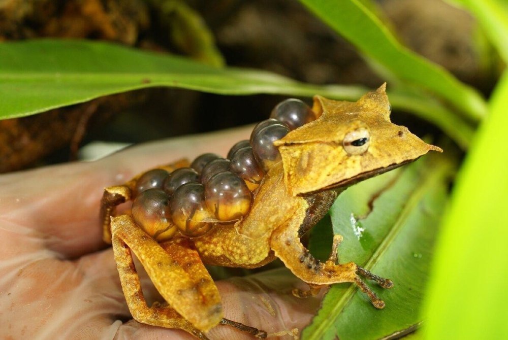 Сумчатая квакша