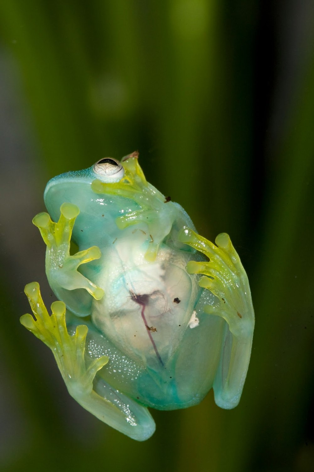 Стеклянная лягушка (Glass Frog)