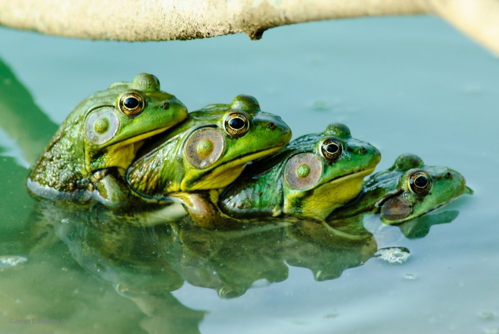 Куча лягушек