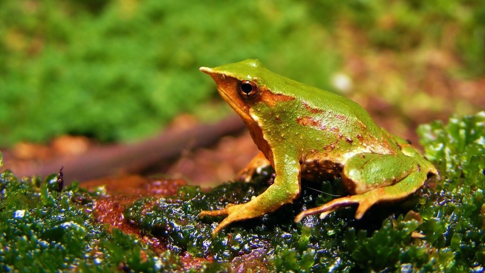 Ринодерма Дарвина