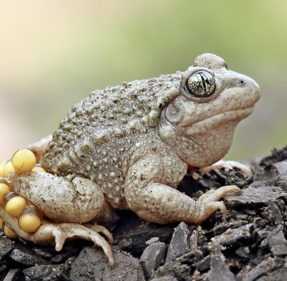 Жаба бородавчатая