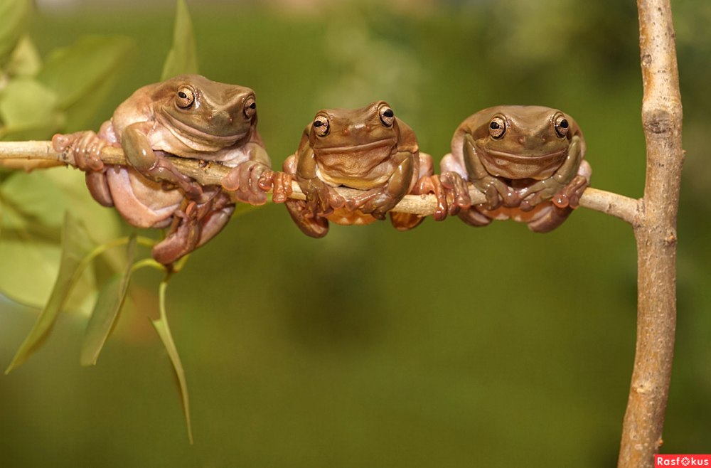 Клонирование амфибий