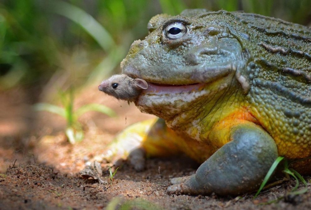 Жаба водонос