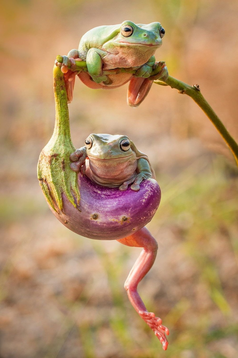 Лягушка Ионду eljylf