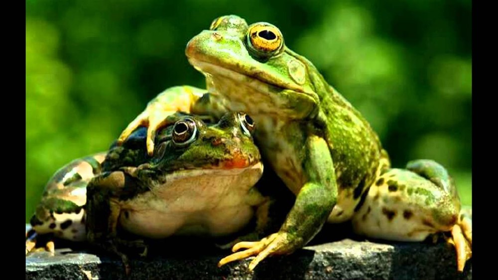 Лягушка рогатка Кранвелла