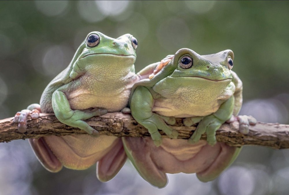 Две лягушки