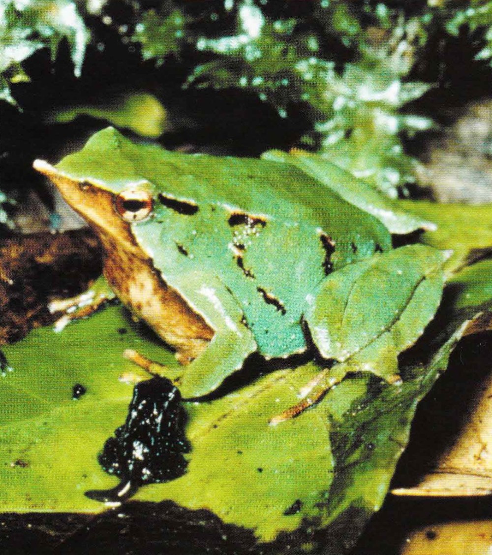 Лягушка ринодерма