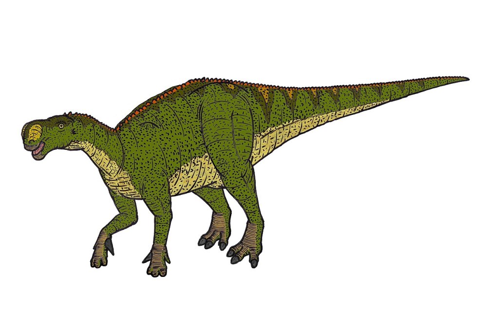 Shamosaurus scutatus
