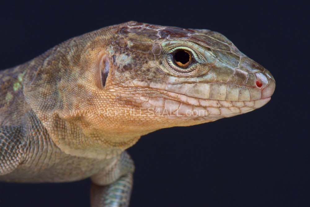 Gallotia stehlini