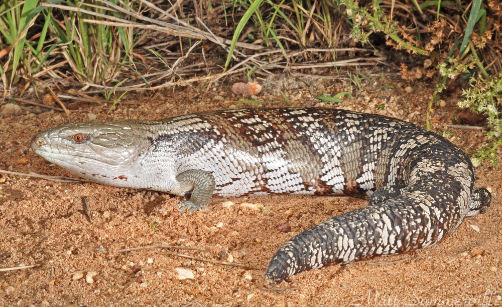 Синеязыкий сцинк Tiliqua scincoides