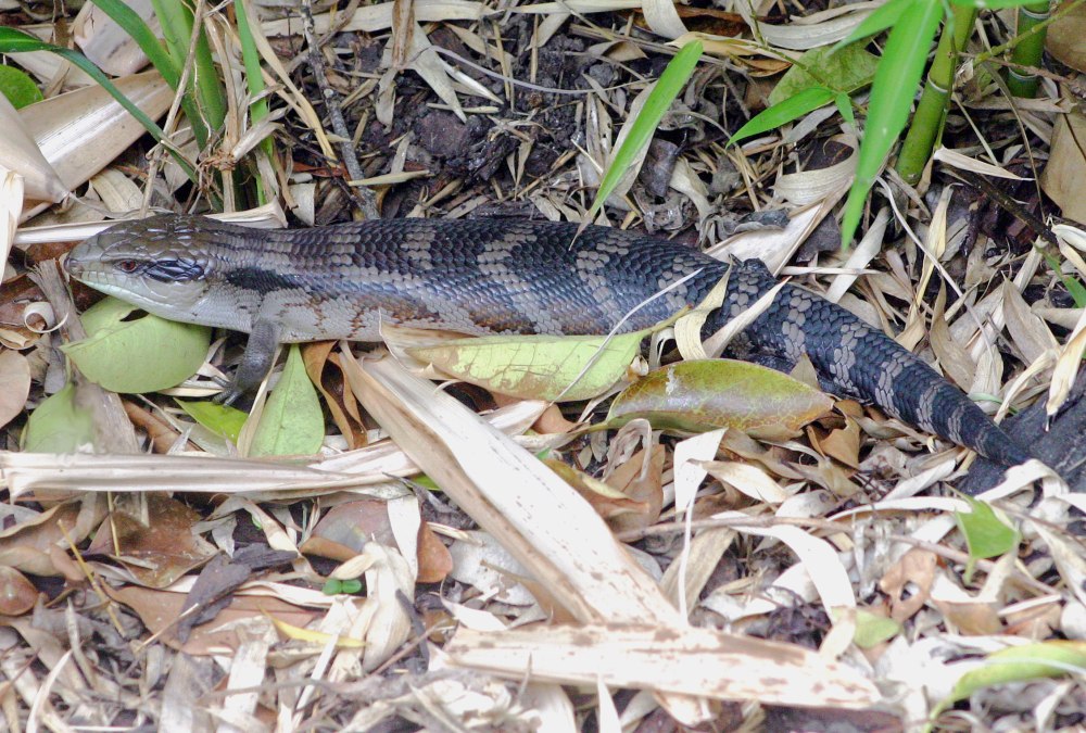 Синеязыкий сцинк Tiliqua scincoides