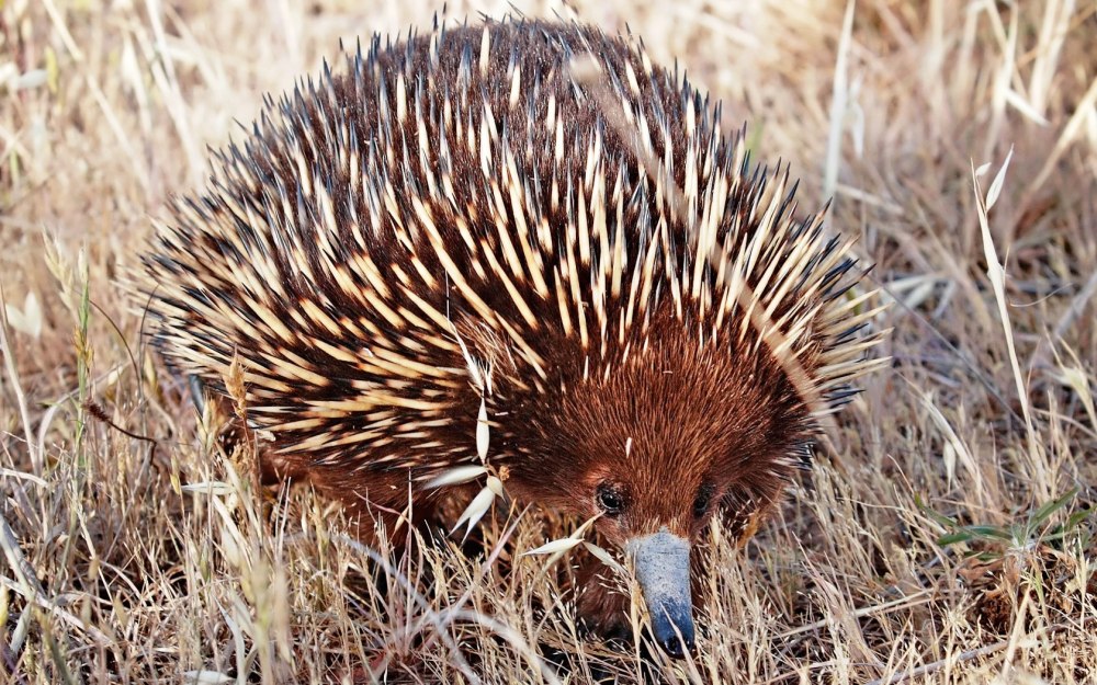 Австралийская ехидна (Tachyglossus aculeatus)