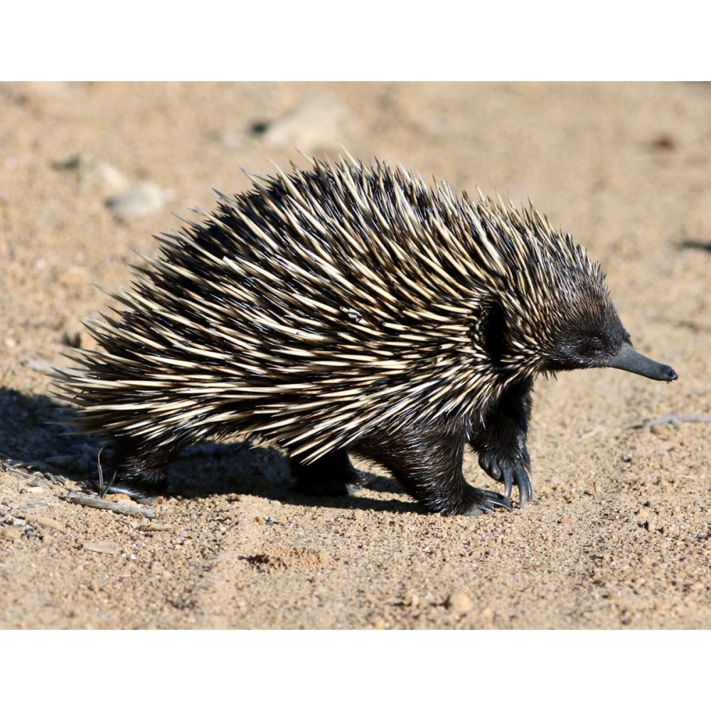 Echidna 144a