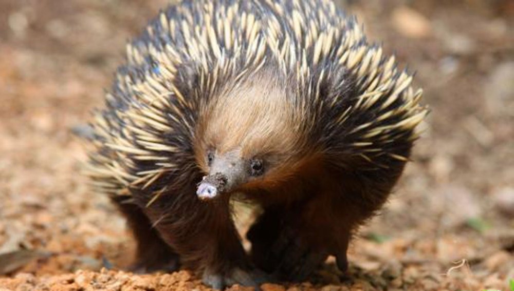 Spiny Anteater